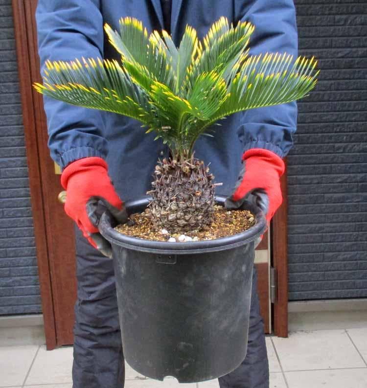 【現品】キンカンソテツ／金冠蘇鉄　8号　あ８番 観葉植物 大型 種類 キンカンソテツ 10号 【現品】 金冠 金環 選べる