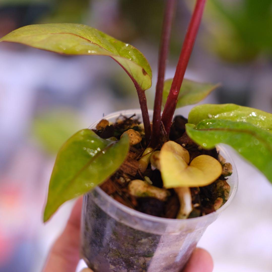 Anthurium Hookeri Sweeta Pink Polkadot ④