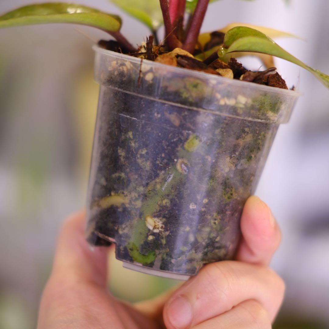 Anthurium Hookeri Sweeta Pink Polkadot ④