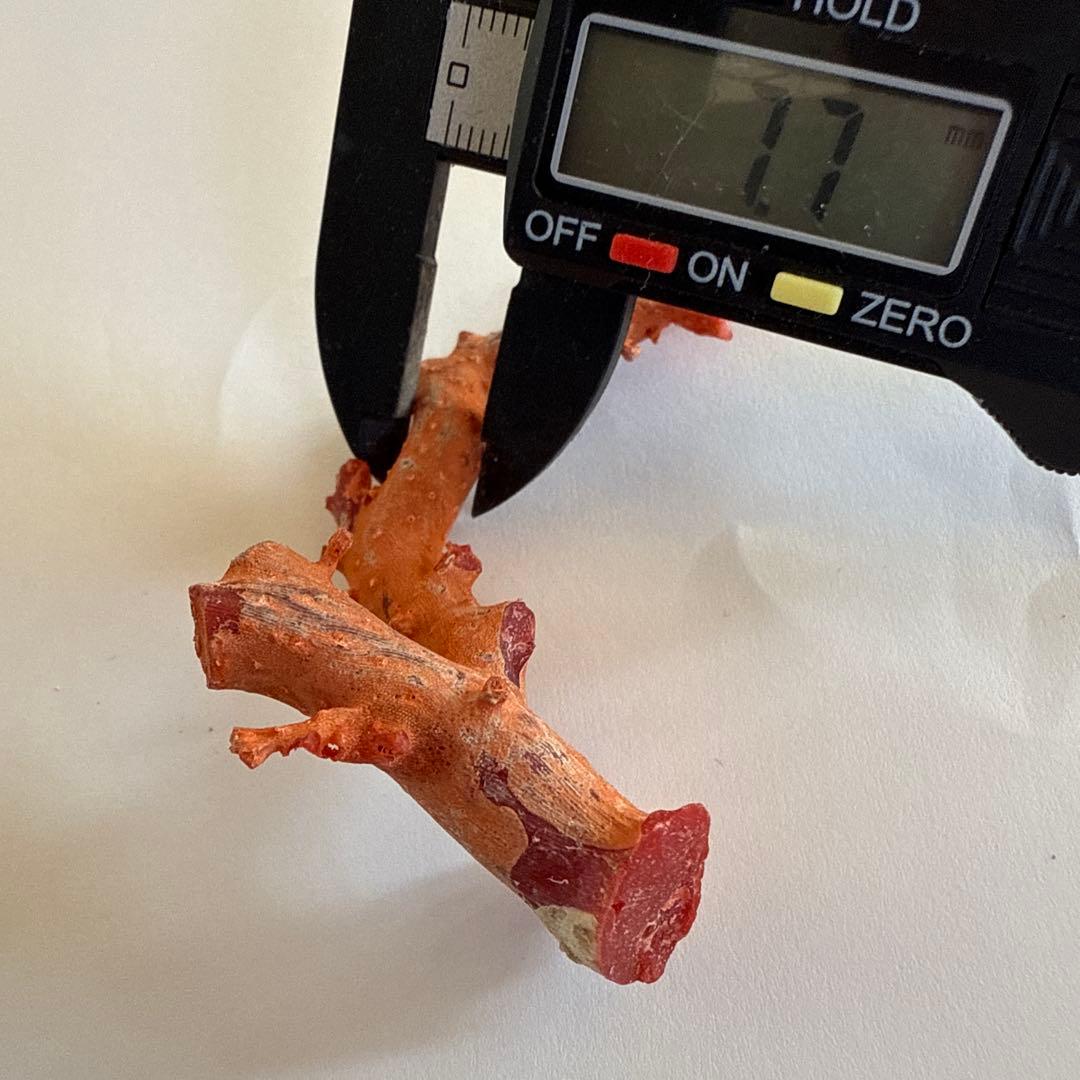 赤珊瑚　原木